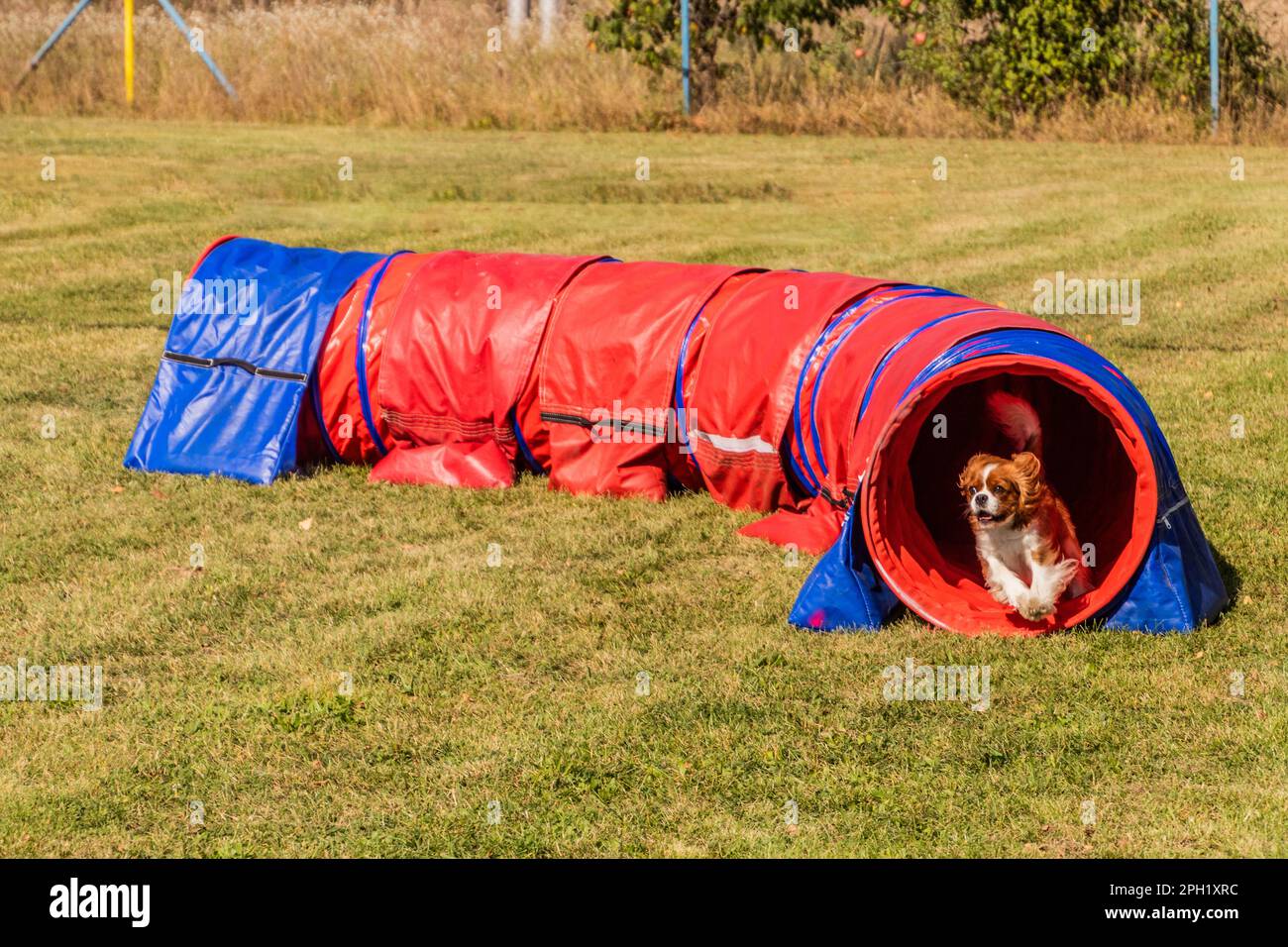 Dog running through a tunnel during agility competition Stock Photo Alamy