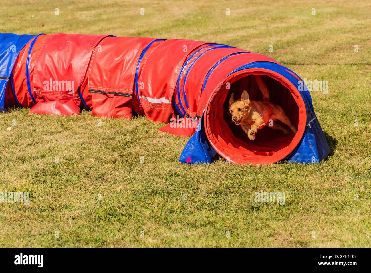 Dog running through a tunnel during agility competition Stock Photo Alamy