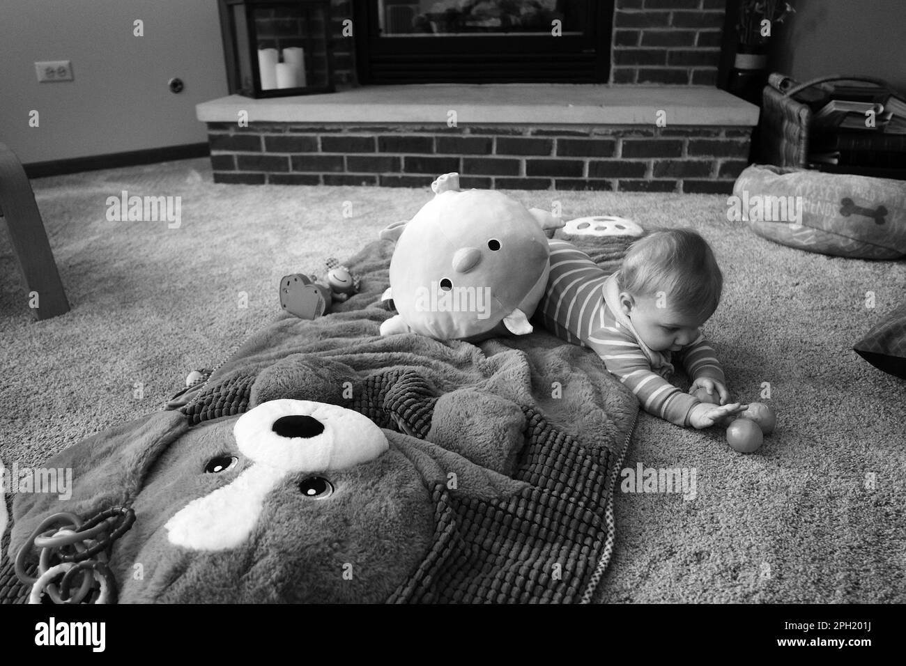 An eight-month-old stretches to reach a toy on carpet while playing with stuffed animals and other toys. Stock Photo