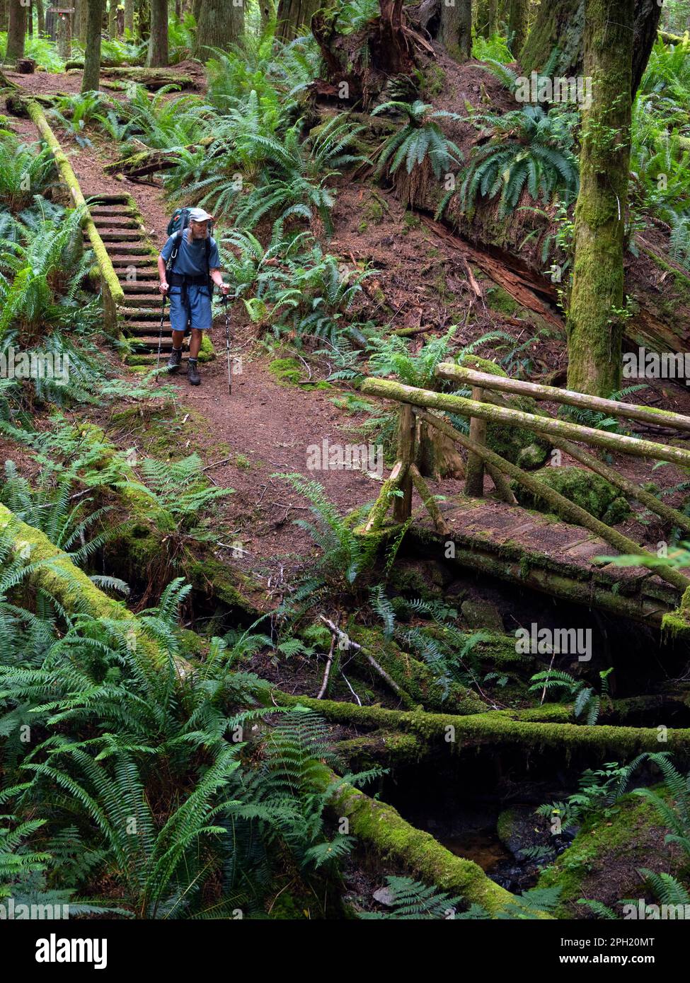 BC0067400...BRITISH COLUMBIA Backpacker walking throug the forest on
