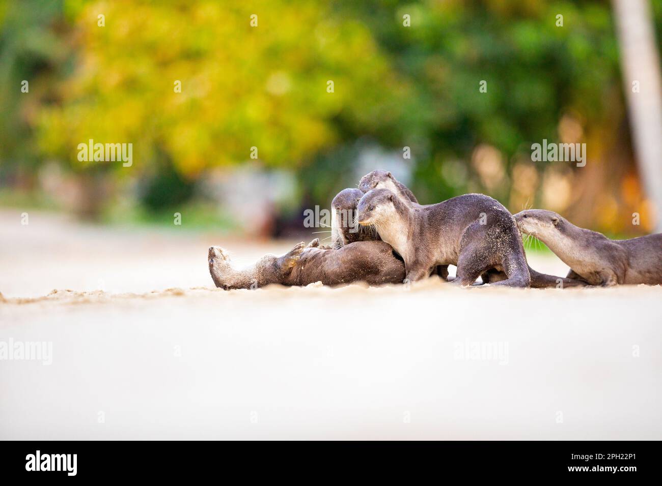 A family of smooth coated otters play on a sandy beach after resting, Singapore Stock Photo