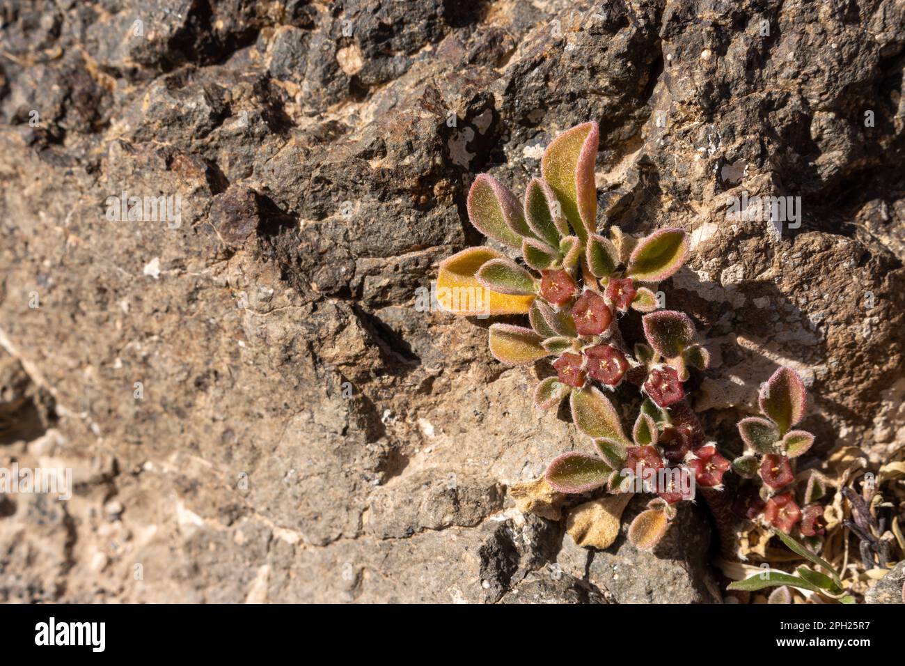 Aizooon canariense, generic local plant, growing in the desert soil or among the stones. Blooming in the winter. Fuerteventura, Canary Islands, Spain. Stock Photo