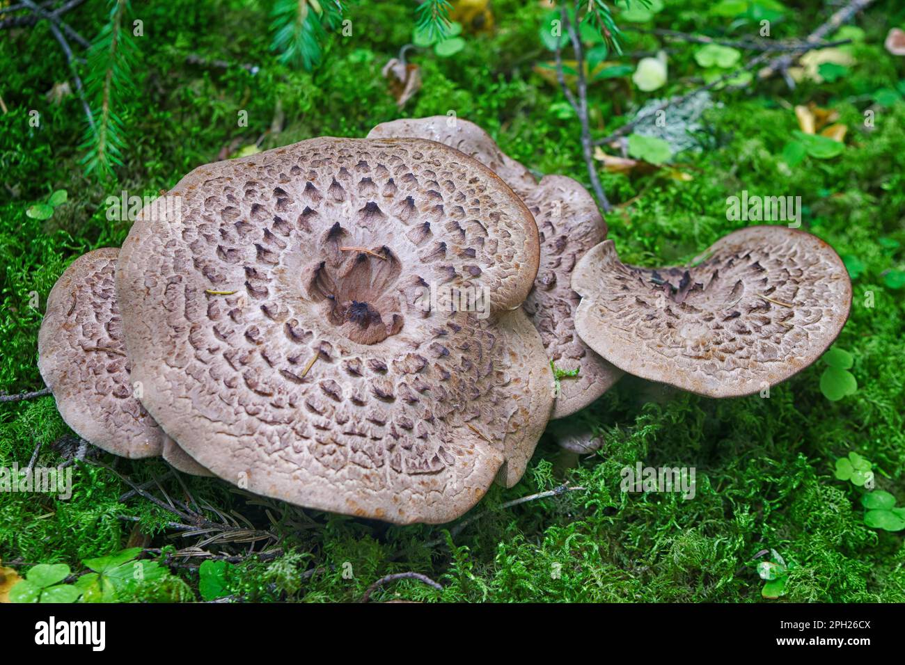 Sarcodon imbricatus, known as the shingled hedgehog, scaly hedgehog or Scaly Tooth close-up. Stock Photo