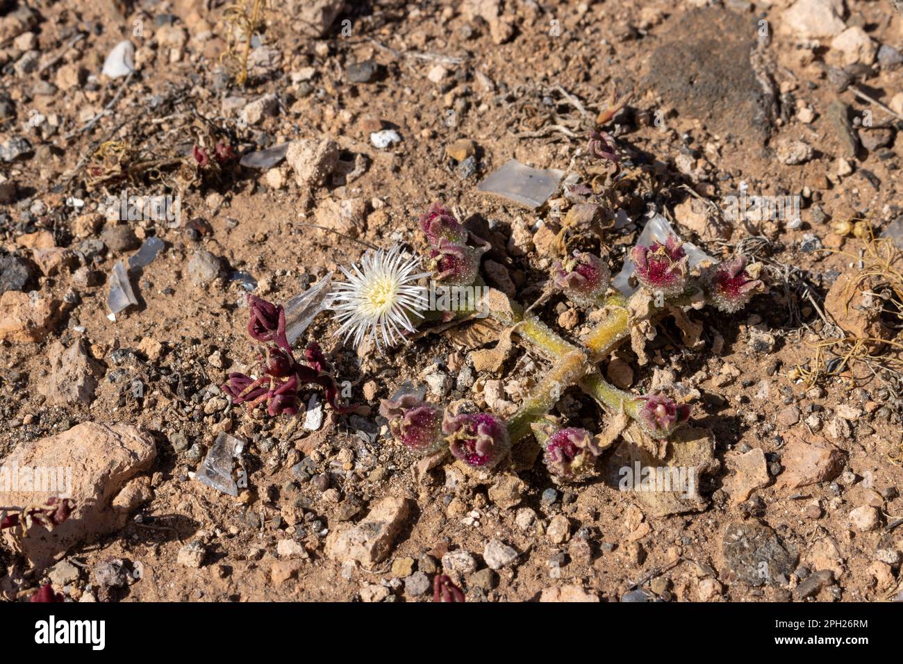 Mesembryanthemum crystallinum, plant, growing in the desert soil or ...