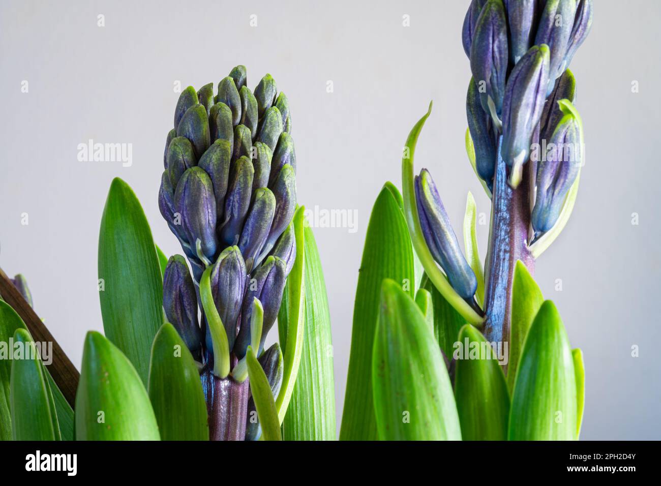 Emerging purple to violet colored flowers of a Hyacinth (Hyacinthus orientalis) Stock Photo