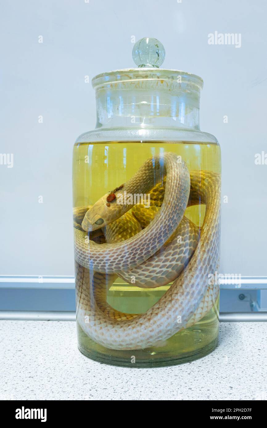 Glass preserving jar containing a grass snake or ringed snake (Tropidonotus natrix or Natrix natrix) in formalin Stock Photo