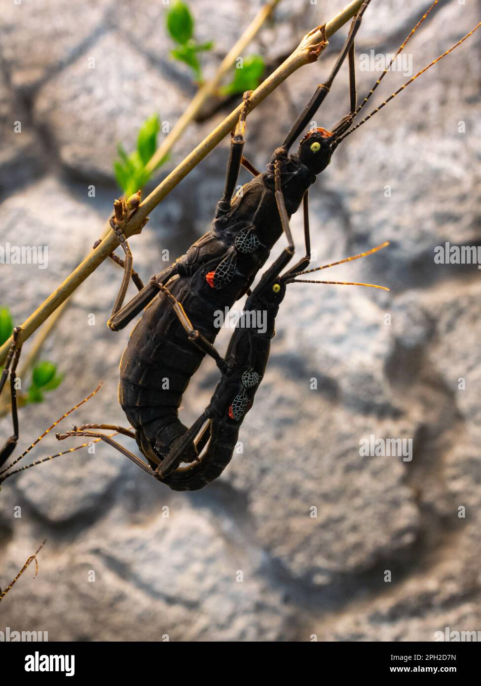 Pair of black beauty stick insects, also known as  Peruphasma schultei are hanging on a branch Stock Photo