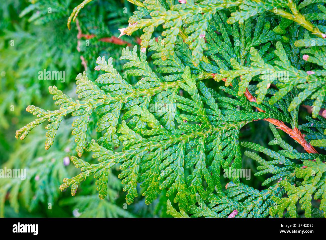 Detailed capture of the scaly leaves of a White Cedar (Thuja occidentalis) Stock Photo