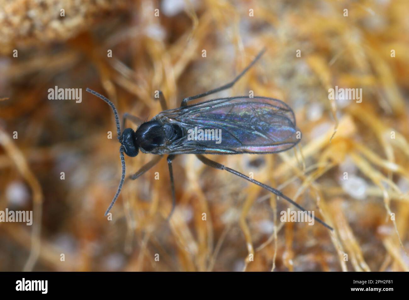 Black winged fungus gnat hi-res stock photography and images - Alamy