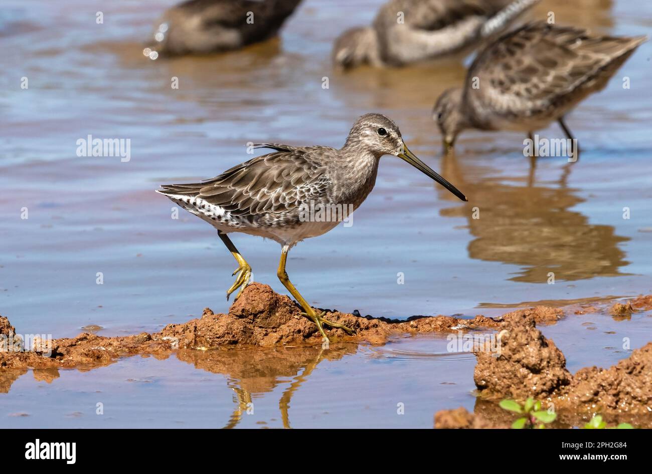 A Long-billed Dowitcher in non-breeding plumage walks over a mud mound while other Dowitchers feed in the background in a mudflats habitat environment Stock Photo