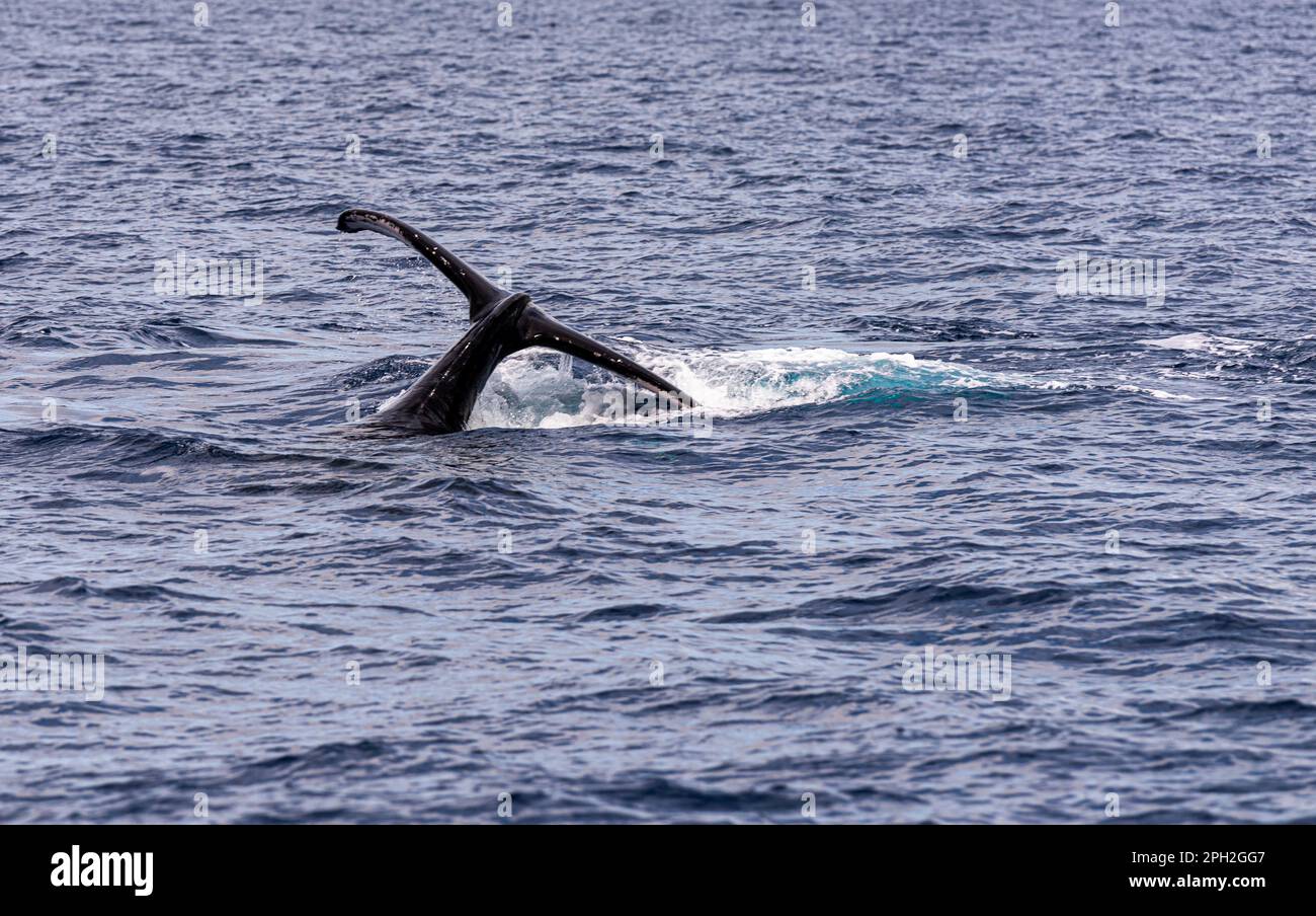 Whale Tail Humpback Stock Photo - Alamy