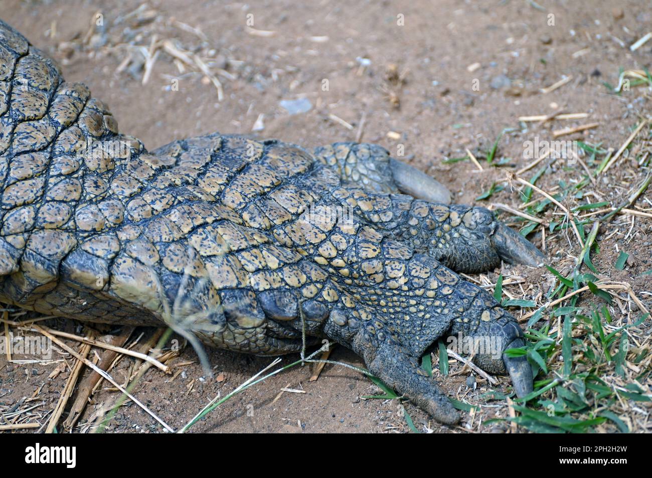 Close up and detail of a foot of a Nile Crocodile, at Kalimba Reptile ...