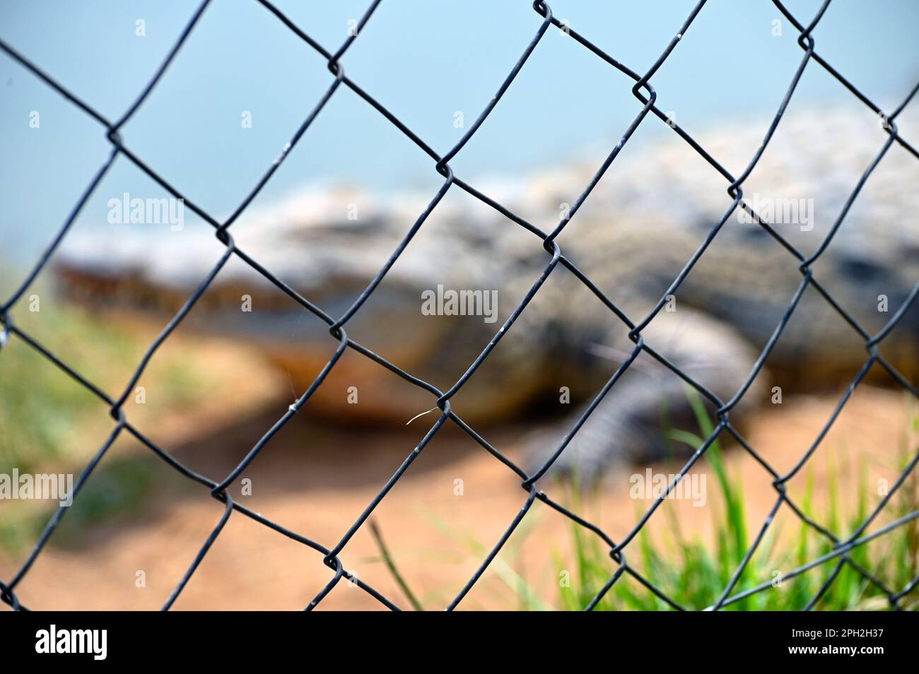 A blurred adult Nile Crocodile behind a fence, at Kalimba Reptile Farm, Lusaka, Zambia, Africa Stock Photo