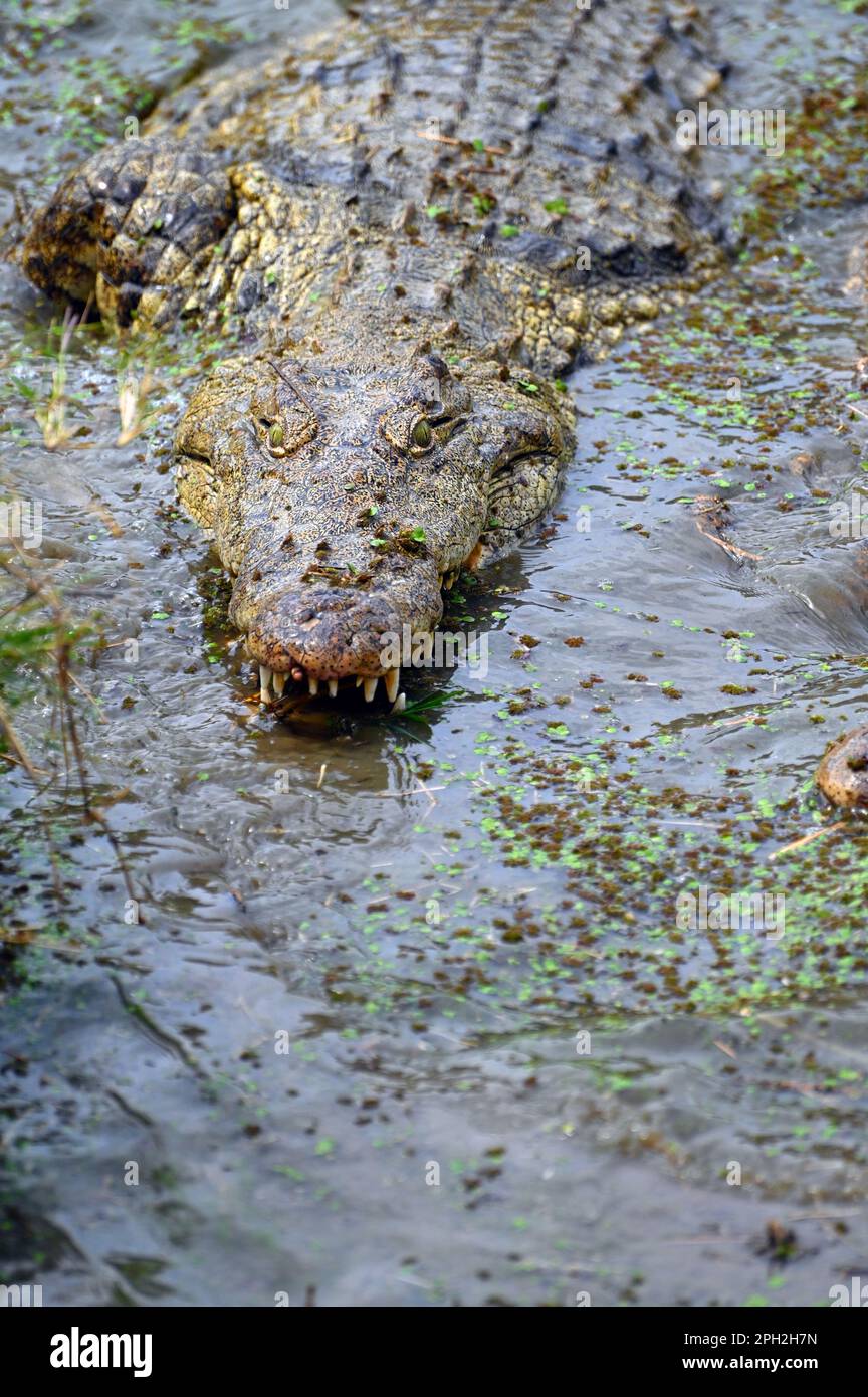 A Nile Crocodile swimming and approaching in the water, Zambia, Africa