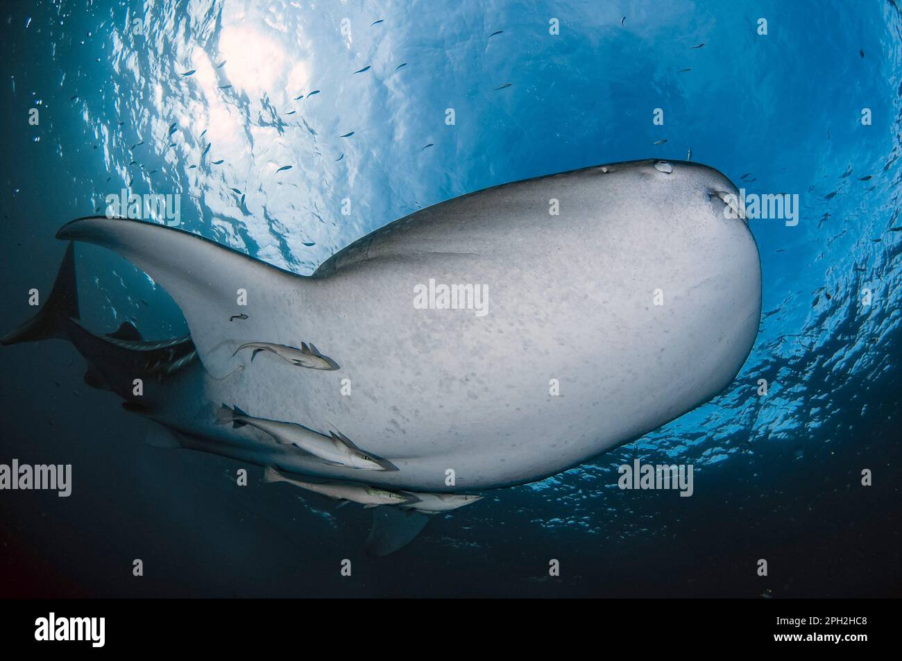 Whale Shark, Rhincodon typus, with Live Sharksucker, Echeneis naucrates, Cenderawasih Bay, West Papua, Indonesia Stock Photo