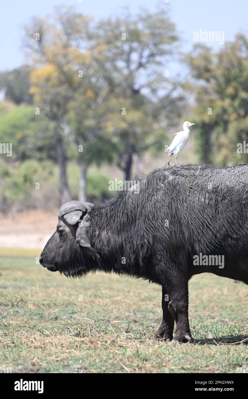 A white egret or white heron on the back of a cape buffalo, at Chobe National Park, in Botswana, Africa Stock Photo