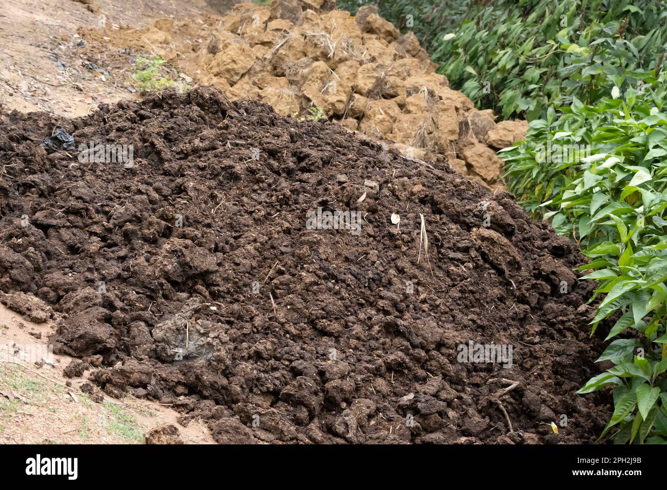 Vermicompost (vermicompost) is the product of the decomposition process using various species of worms, usually red wigglers, white worms, and other Stock Photo