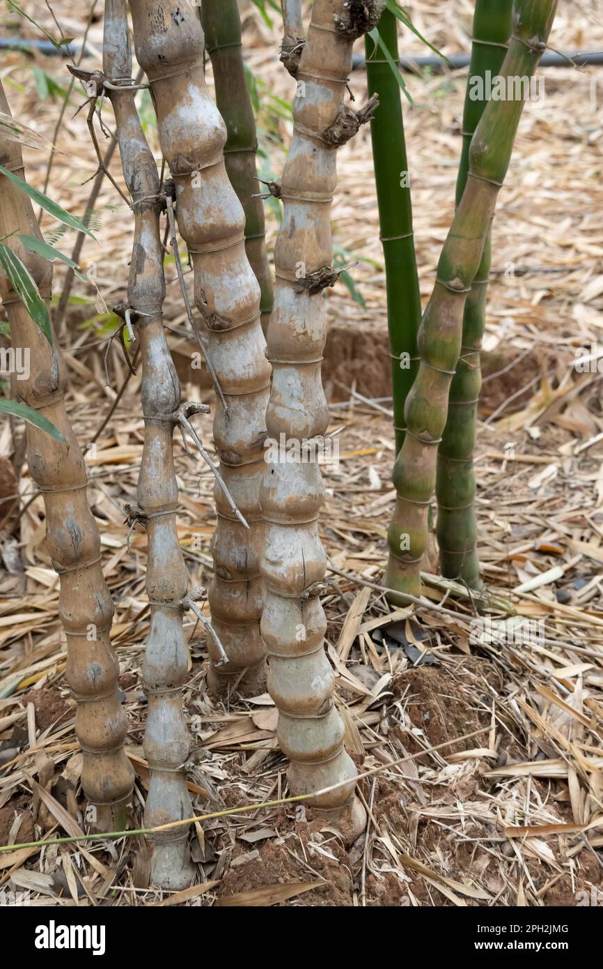 Buddha Belly Bamboo is scientifically known as Bambusa Ventricosa. This species is perfect for growing outdoors, or as a bonsai or indoor plant. Stock Photo
