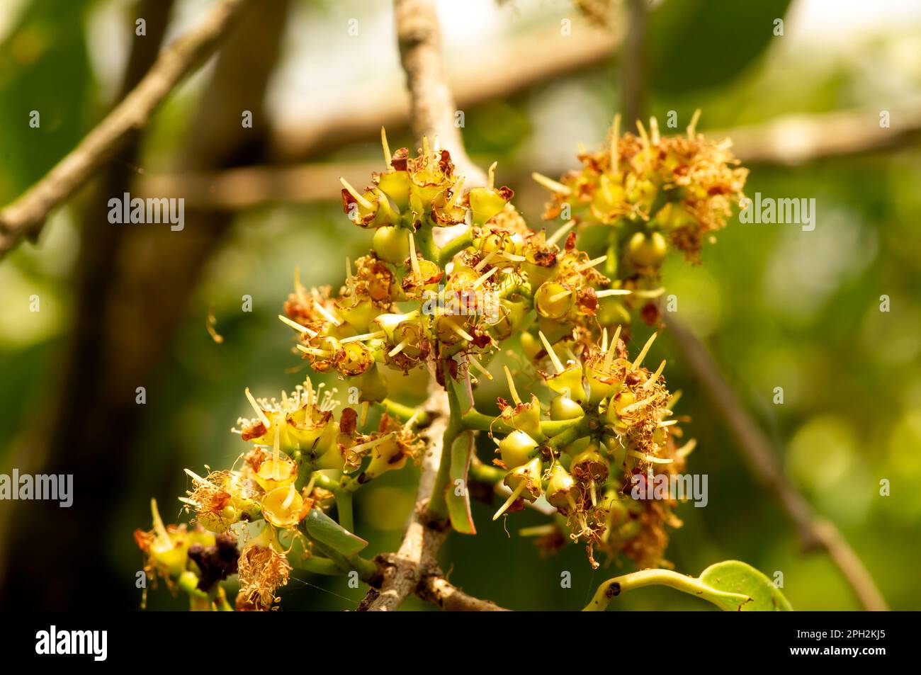 Jamblang, black plum, jamun, or duwet (Syzygium cumini) flowers, selected focus Stock Photo
