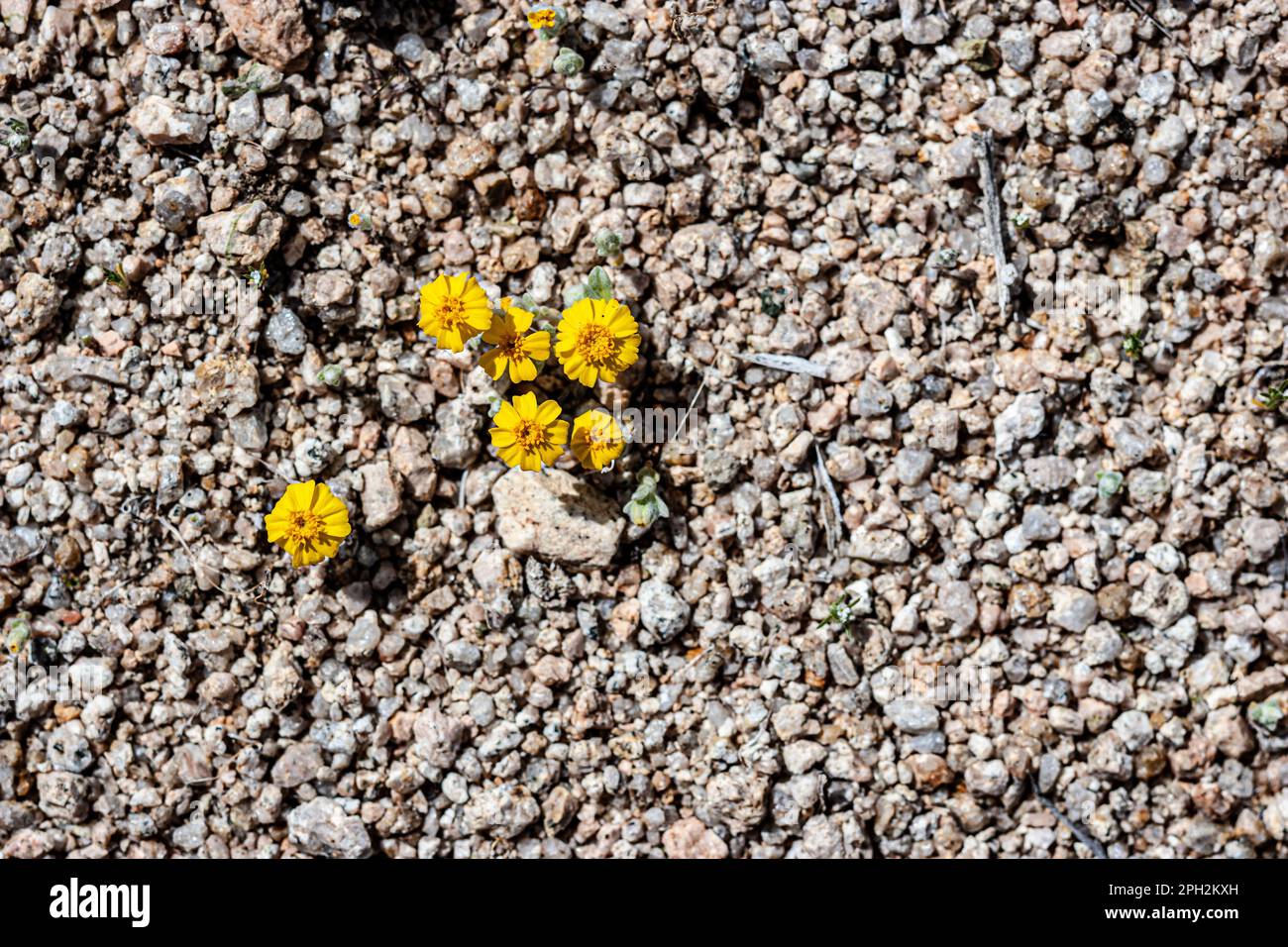 Woolly daisy flower found in the California desert Stock Photo