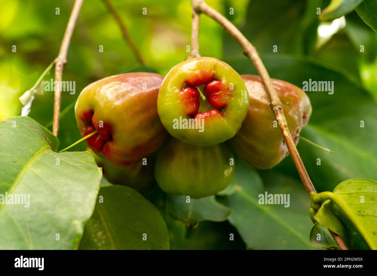 Raw water apples fruits (Syzygium aqueum) on its tree, known as rose