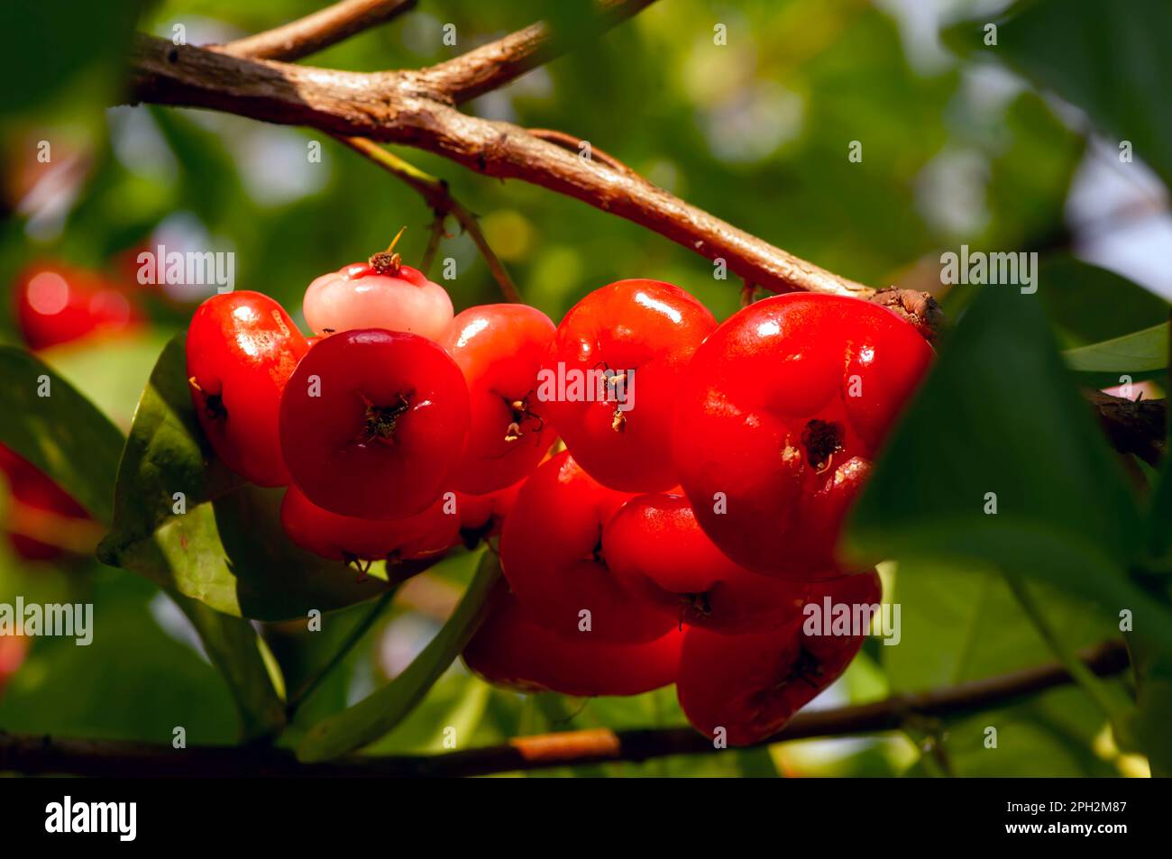 Red water apples fruits (Syzygium aqueum) on its tree, known as rose