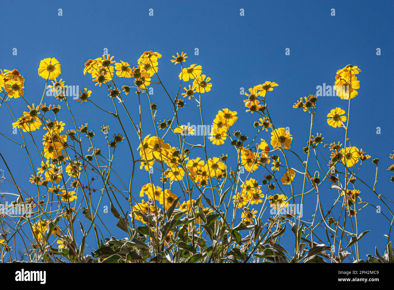 California native plants vegetation hires stock photography and images Alamy