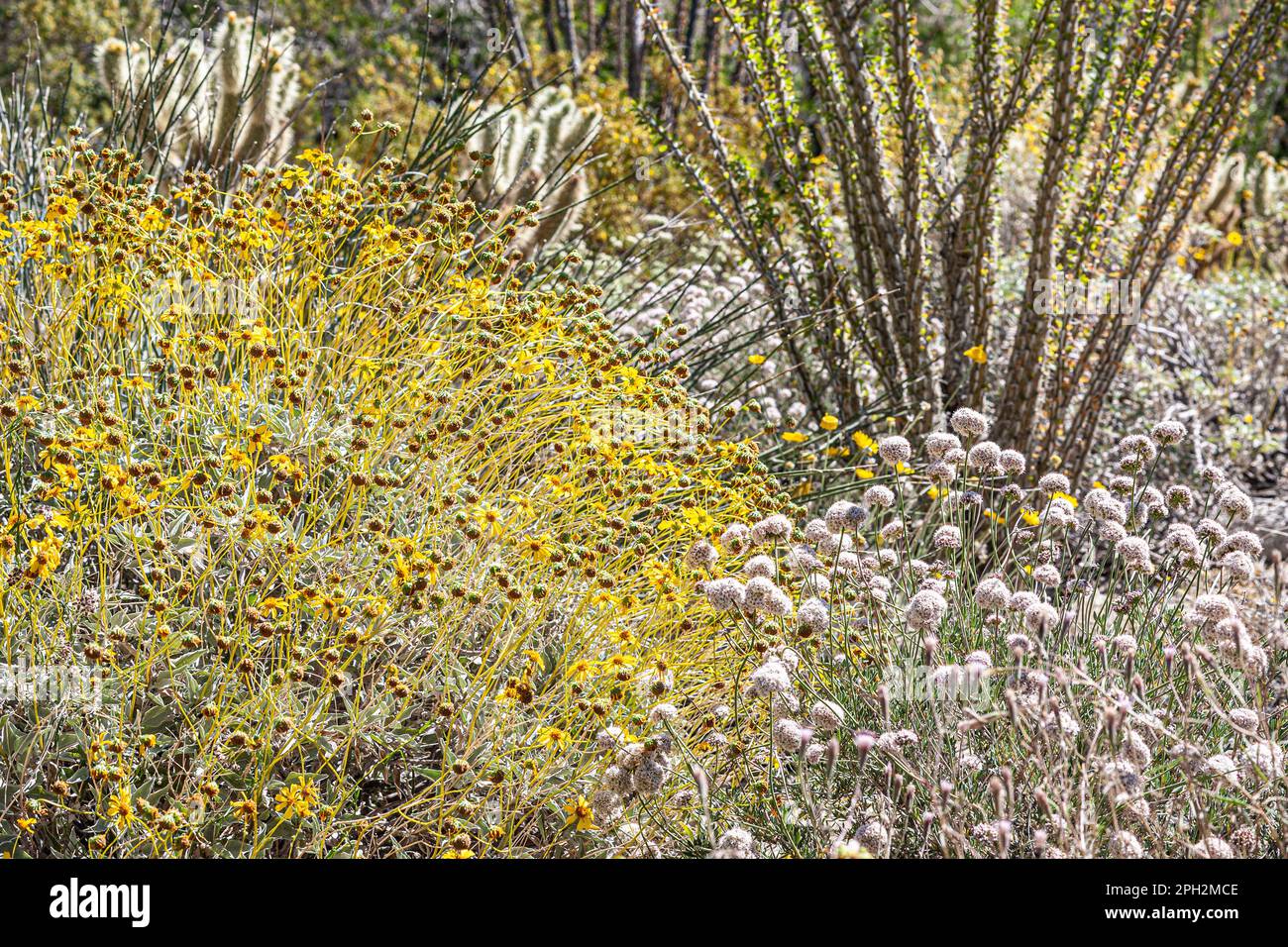 Brittlebush flowering plant amidst the southern California Mojave desert landscape Stock Photo