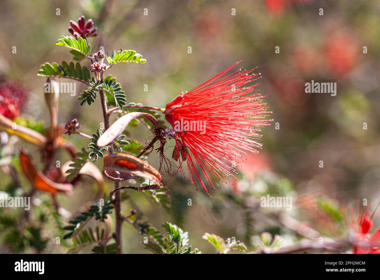 Fairy duster or powder puff plant found in the Mojave desert in Southern California Stock Photo