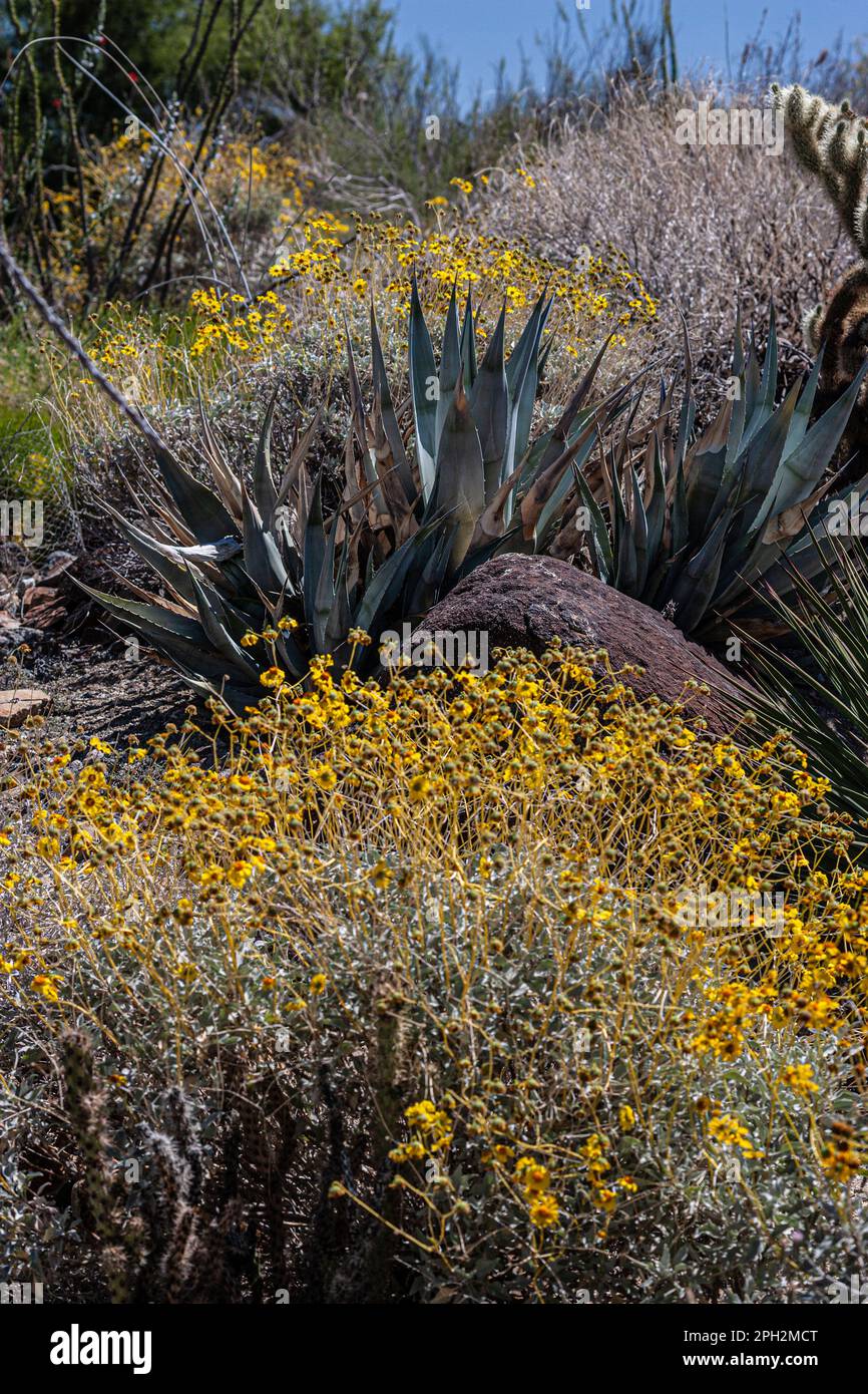 Agave plant and brittlebush Desert landscape in Southern California's Mojave desert Stock Photo