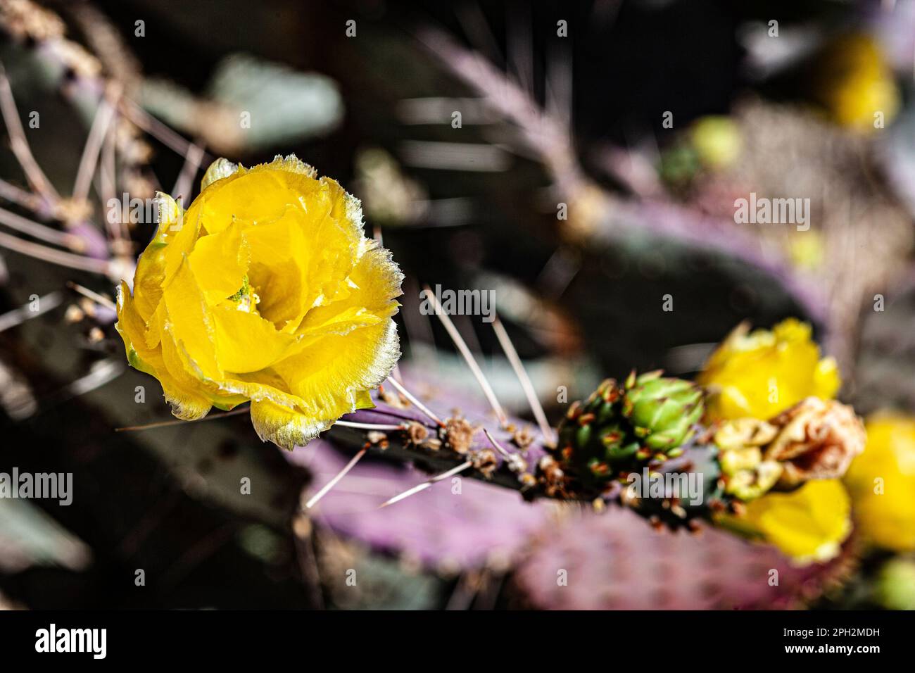 Long-spined purpleish prickly pear cactus flower found in the Mojave desert in Southern California Stock Photo