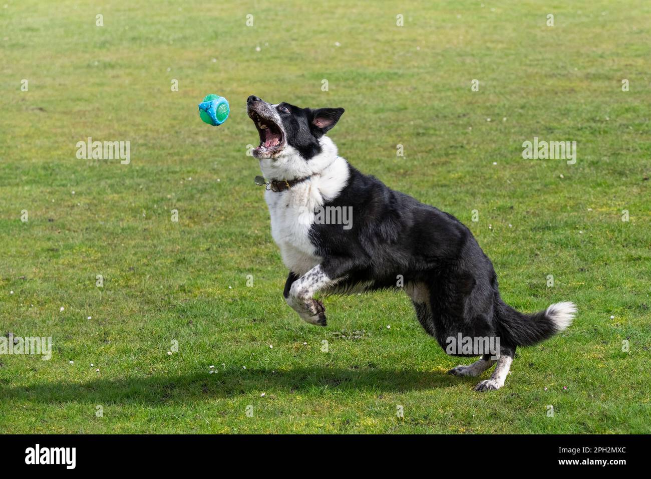 Black and White Border Collie jumping for a ball outside in a field in