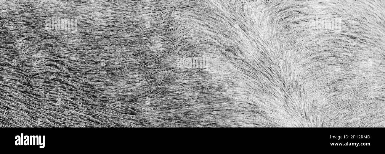 Texture of a grey spotted horse animal coat. Grey and white hair horse skin - real genuine natural fur, free space for text. Horse hide close up. Grey Stock Photo