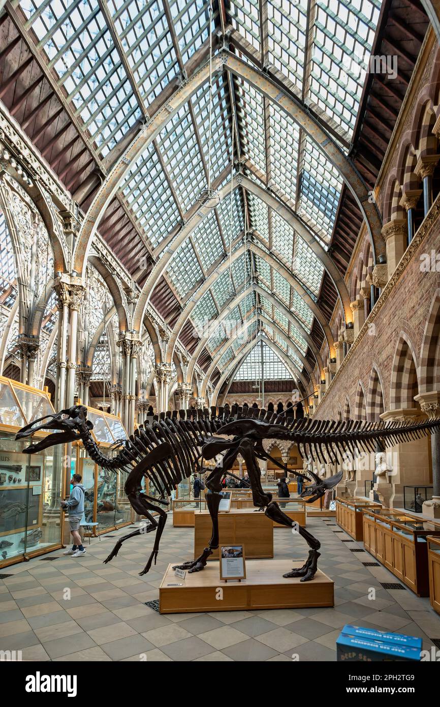 Dinosaur skeleton on display in the Oxford University Museum of Natural History, Oxford, Oxfordshire, UK on 25 March 2023 Stock Photo
