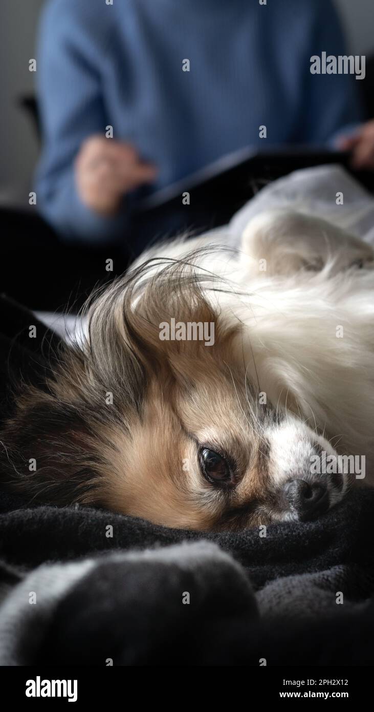 Small dog tri-coloured chihuahua napping in the bed, resting on the back. Front view, close up. Stock Photo