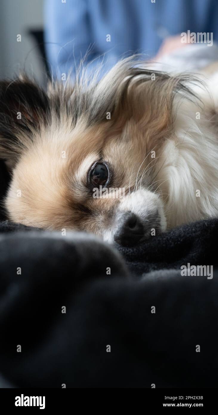 Small dog tri-coloured chihuahua napping in the bed, resting on the back. Front view close up. Stock Photo