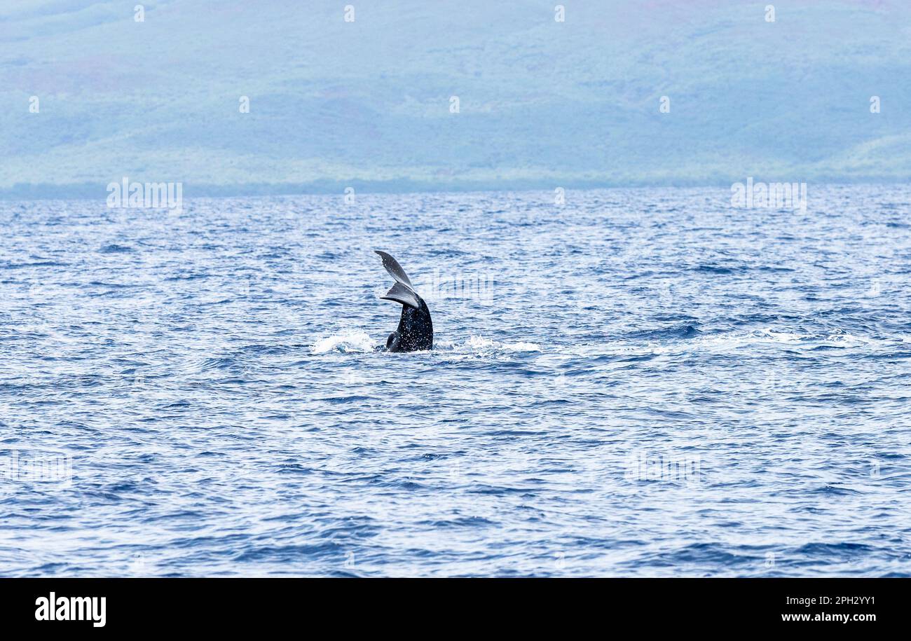 Humpback Whale Tail Stock Photo - Alamy