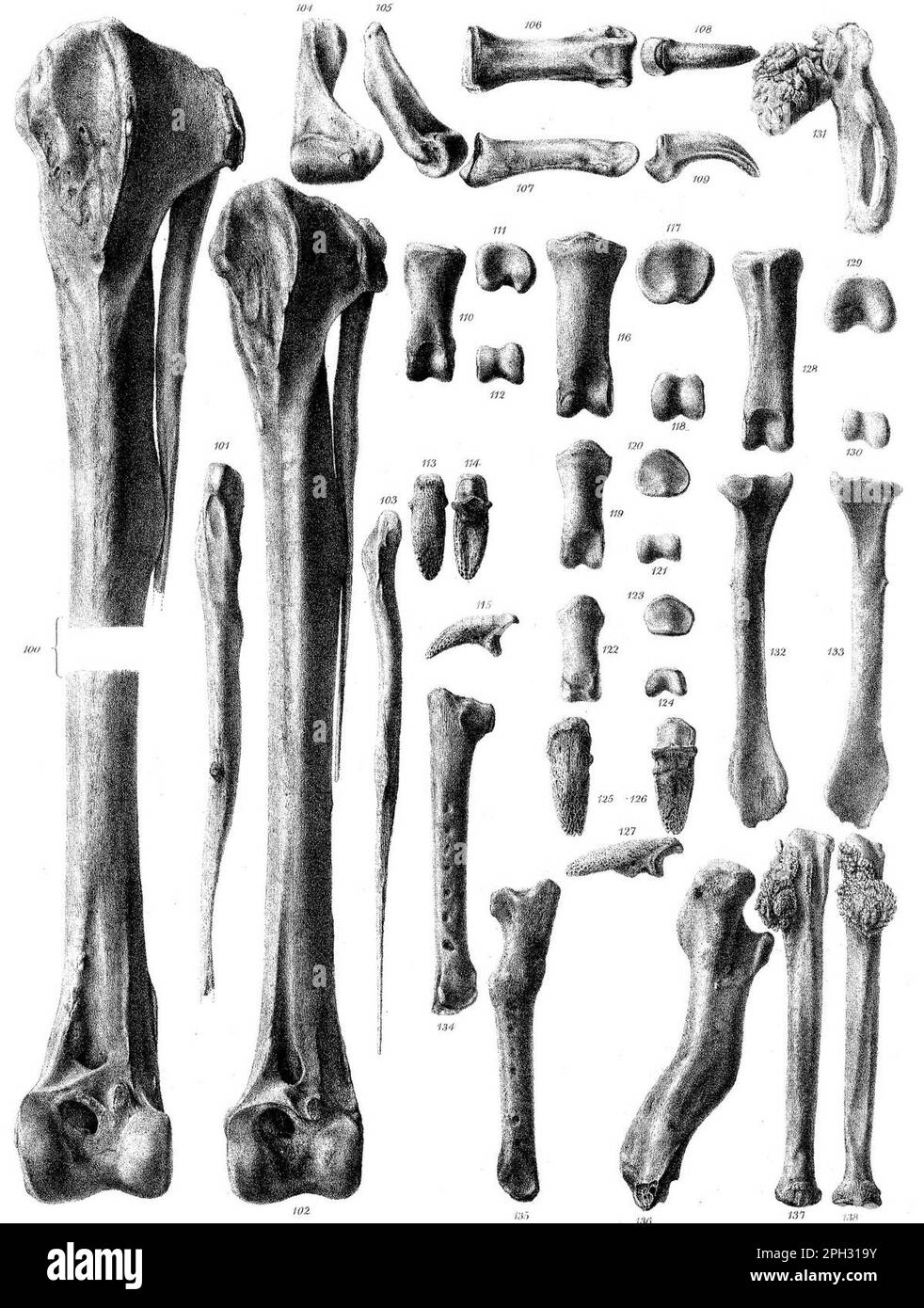 Pezophaps limb bones Stock Photo Alamy