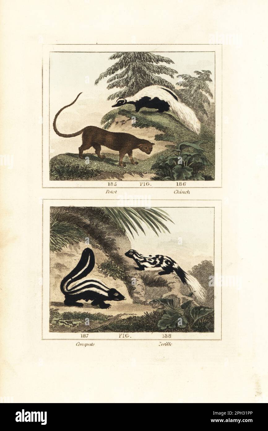 Potot or ysquiepatl, skunk species 185, chinch or hooded skunk, Mephitis macroura 186, conepate or striped skunk, Mephitis mephitis 187, and zorille, mauripita or eastern spotted skunk, Spilogale putorius 188. Handcoloured copperplate engraving after Jacques de Seve from James Smith Barr’s edition of Comte Buffon’s Natural History, A Theory of the Earth, General History of Man, Brute Creation, Vegetables, Minerals, T. Gillet, H. D. Symonds, Paternoster Row, London, 1807. Stock Photo