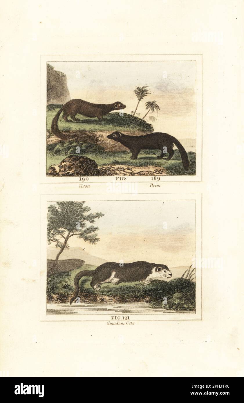 Vison or American mink, Neogale vison 190, pecan or fisher, Pekania pennanti 189, and Canadian otter or North American river otter, Lontra canadensis 191. Handcoloured copperplate engraving after Jacques de Seve from James Smith Barr’s edition of Comte Buffon’s Natural History, A Theory of the Earth, General History of Man, Brute Creation, Vegetables, Minerals, T. Gillet, H. D. Symonds, Paternoster Row, London, 1807. Stock Photo