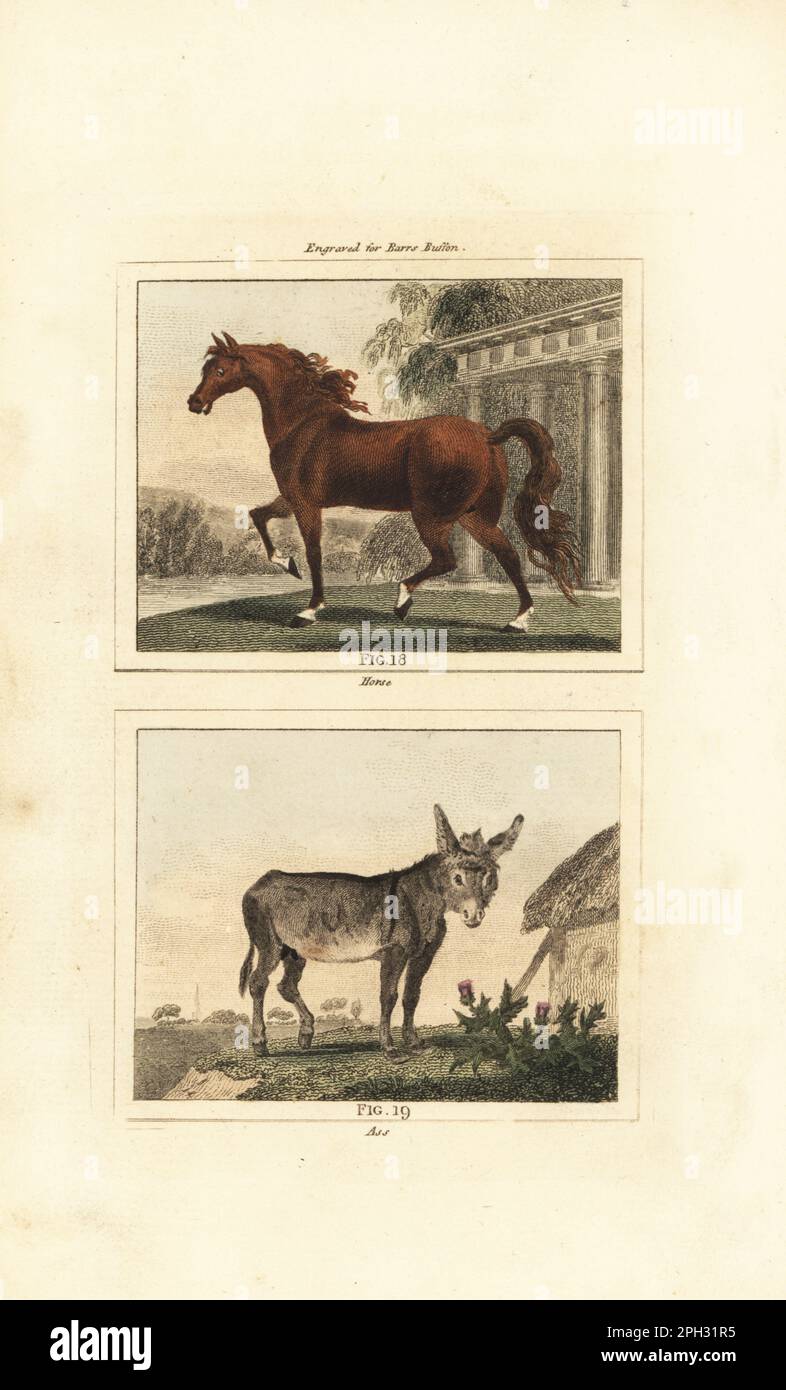 Horse, Equus ferus caballus 18, in front of a portico with columns, and ass or donkey, Equus africanus asinus, in front of thatched cottage and thistles 19. Handcoloured copperplate engraving after Jacques de Seve from James Smith Barr’s edition of Comte Buffon’s Natural History, A Theory of the Earth, General History of Man, Brute Creation, Vegetables, Minerals, T. Gillet, H. D. Symonds, Paternoster Row, London, 1807. Stock Photo