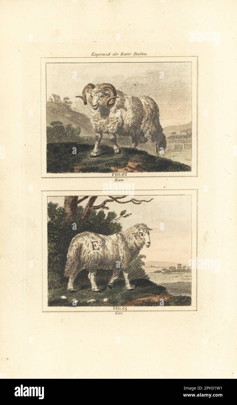 Domesticated sheep, Ovis aries, ram 22 and ewe 23, with initial E painted on wool fleece. Handcoloured copperplate engraving after Jacques de Seve from James Smith Barr’s edition of Comte Buffon’s Natural History, A Theory of the Earth, General History of Man, Brute Creation, Vegetables, Minerals, T. Gillet, H. D. Symonds, Paternoster Row, London, 1807. Stock Photo