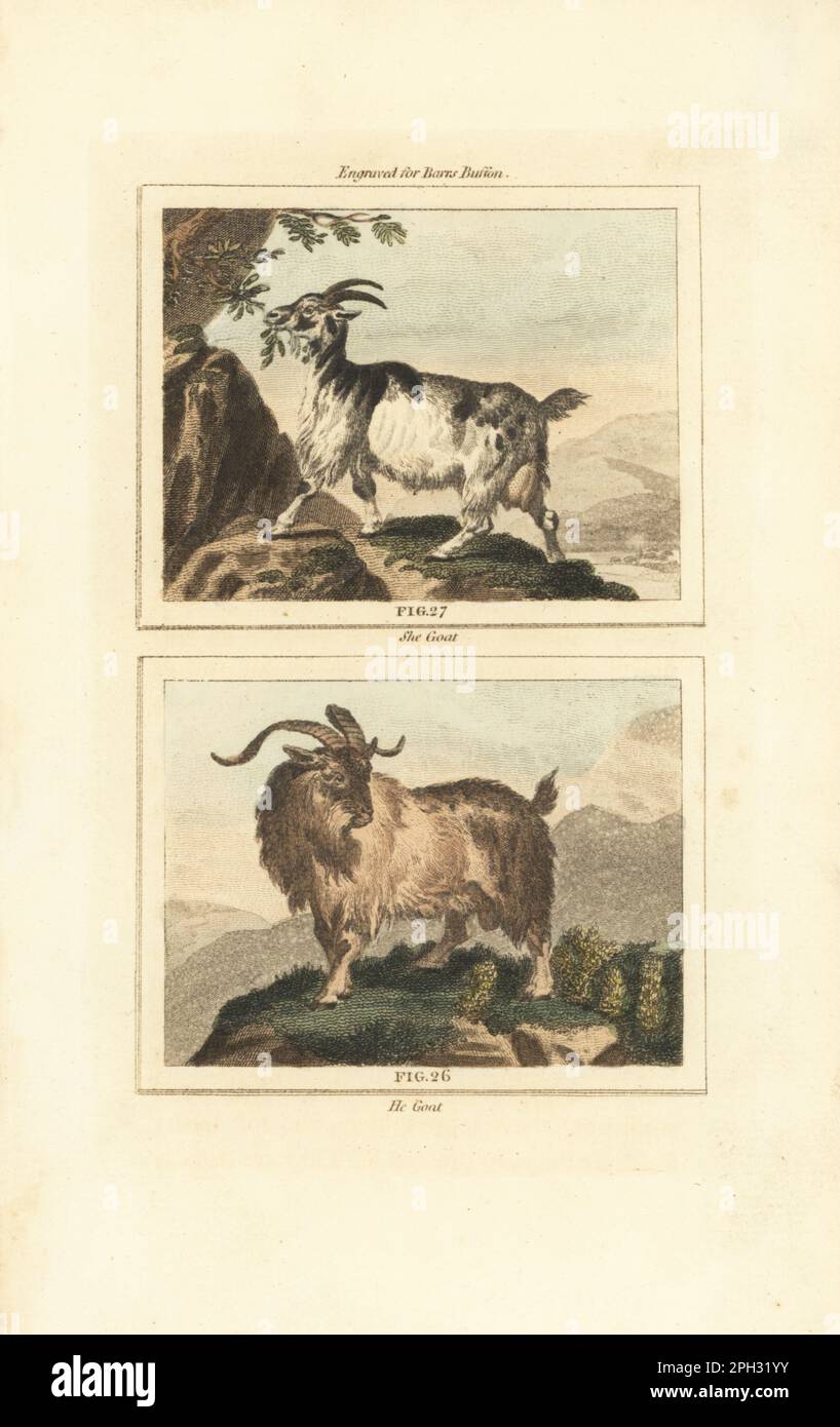 She goat 27 and he goat 26, domesticated goat, Capra hircus. Handcoloured copperplate engraving after Jacques de Seve from James Smith Barr’s edition of Comte Buffon’s Natural History, A Theory of the Earth, General History of Man, Brute Creation, Vegetables, Minerals, T. Gillet, H. D. Symonds, Paternoster Row, London, 1807. Stock Photo