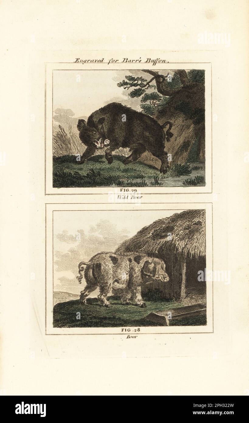 Wild boar, Sus scrofa 29, and boar, domesticated pig, Sus domesticus 28, outside a pig sty. Handcoloured copperplate engraving after Jacques de Seve from James Smith Barr’s edition of Comte Buffon’s Natural History, A Theory of the Earth, General History of Man, Brute Creation, Vegetables, Minerals, T. Gillet, H. D. Symonds, Paternoster Row, London, 1807. Stock Photo