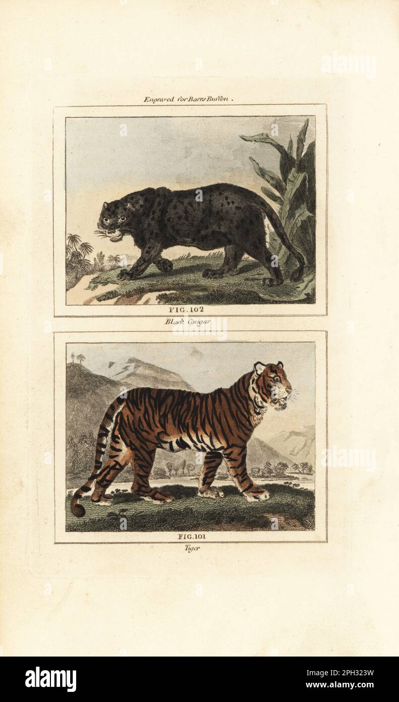 Black jaguar, Panthera onca, and endangered Bengal tiger, Panthera tigris. Black cougar 102 and tiger 101. Handcoloured copperplate engraving after Jacques de Seve from James Smith Barr’s edition of Comte Buffon’s Natural History, A Theory of the Earth, General History of Man, Brute Creation, Vegetables, Minerals, T. Gillet, H. D. Symonds, Paternoster Row, London, 1807. Stock Photo