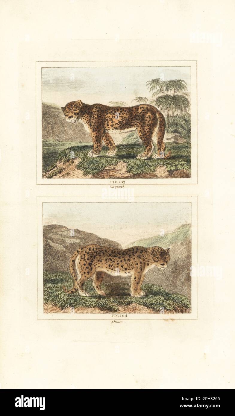 Leopard, Panthera pardus 103, and snow leopard or ounce, Panthera uncia 104. Handcoloured copperplate engraving after Jacques de Seve from James Smith Barr’s edition of Comte Buffon’s Natural History, A Theory of the Earth, General History of Man, Brute Creation, Vegetables, Minerals, T. Gillet, H. D. Symonds, Paternoster Row, London, 1807. Stock Photo