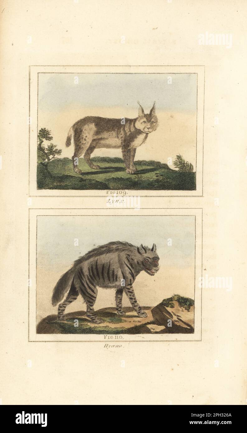 Eurasian lynx, Lynx lynx 109, and striped hyena, Hyaena hyaena 110. Handcoloured copperplate engraving after Jacques de Seve from James Smith Barr’s edition of Comte Buffon’s Natural History, A Theory of the Earth, General History of Man, Brute Creation, Vegetables, Minerals, T. Gillet, H. D. Symonds, Paternoster Row, London, 1807. Stock Photo