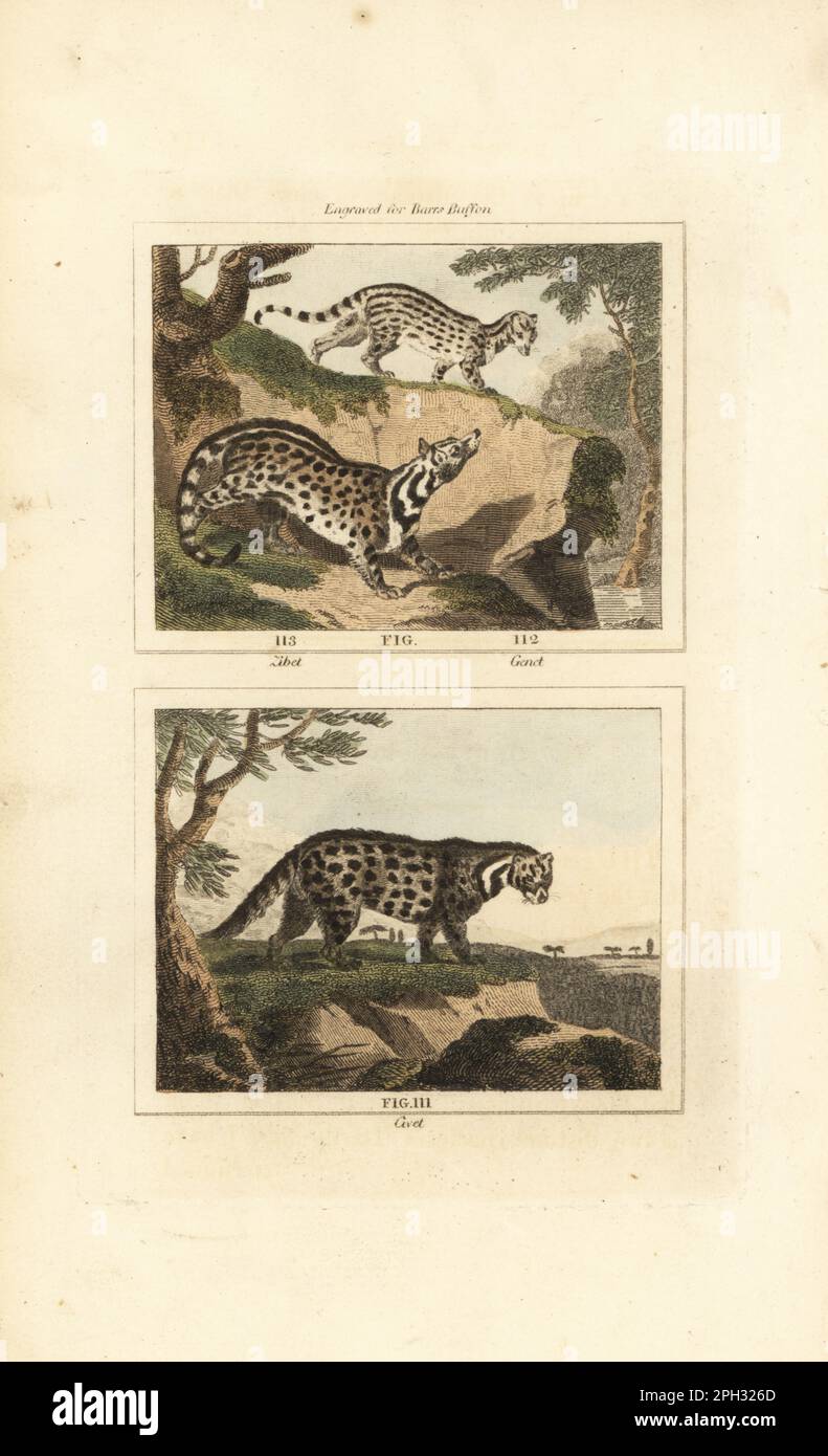 Zibet or Asiatic civet cat, Viverra zibetha 113, common genet, Genetta genetta 112, and African civet, Civettictis civetta 111. Handcoloured copperplate engraving after Jacques de Seve from James Smith Barr’s edition of Comte Buffon’s Natural History, A Theory of the Earth, General History of Man, Brute Creation, Vegetables, Minerals, T. Gillet, H. D. Symonds, Paternoster Row, London, 1807. Stock Photo