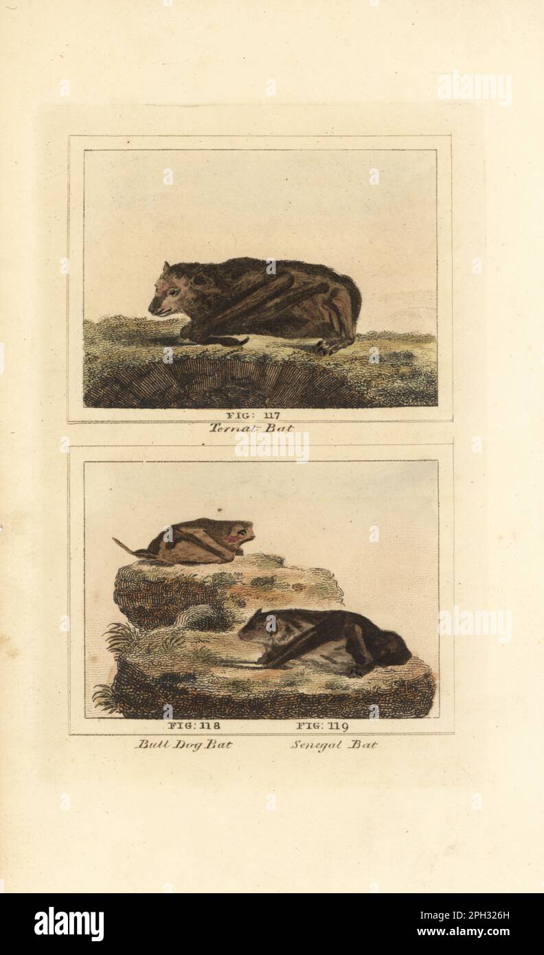 Endangered large flying fox, Pteropus vampyrus 117, velvety free-tailed bat or Pallas's mastiff bat, Molossus molossus 118, and Schreber's yellow bat, Scotophilus nigrita 119. Ternat bat, bulldog bat, Senegal bat. Handcoloured copperplate engraving after Jacques de Seve from James Smith Barr’s edition of Comte Buffon’s Natural History, A Theory of the Earth, General History of Man, Brute Creation, Vegetables, Minerals, T. Gillet, H. D. Symonds, Paternoster Row, London, 1807. Stock Photo