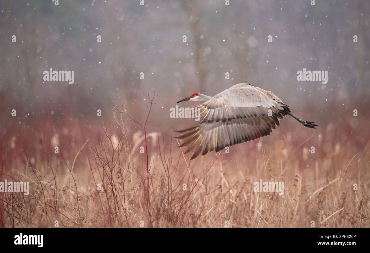 sandhill crane flying over the marsh in an early spring snowstorm in southern Michigan. Stock Photo